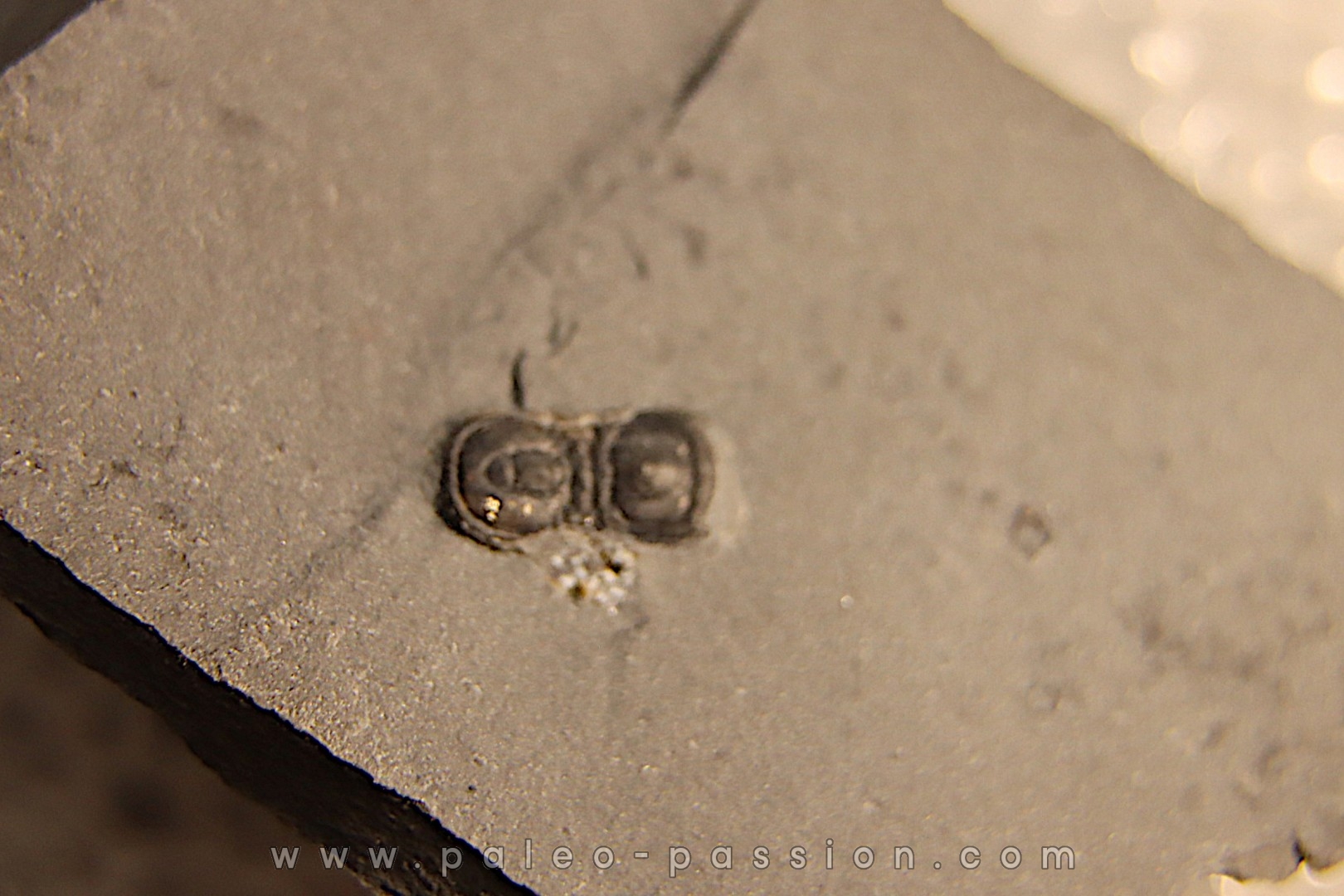 BALTAGNOSTUS EURYPX - Wheeler fmt - Cambrien Moyen - Utah ,USA