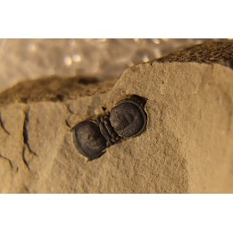 BALTAGNOSTUS EURYPX   Wheeler fmt   Middle cambrian    Millard County ,Utah ,USA