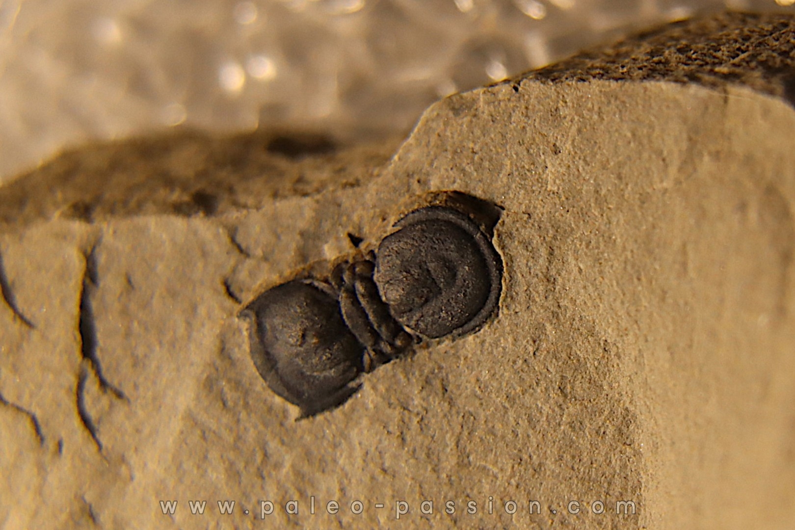 BALTAGNOSTUS EURYPX Wheeler fmt Middle cambrian Millard County ,Utah ,USA