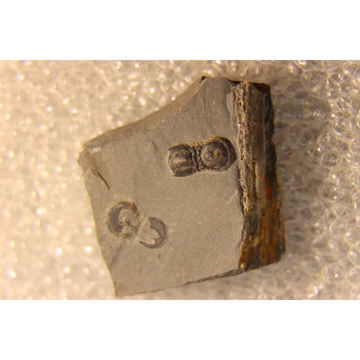 BALTAGNOSTUS EURYPX - Wheeler fmt - Cambrien Moyen  - Utah ,USA