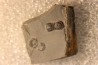 BALTAGNOSTUS EURYPX - Wheeler fmt - Cambrien Moyen - Utah ,USA
