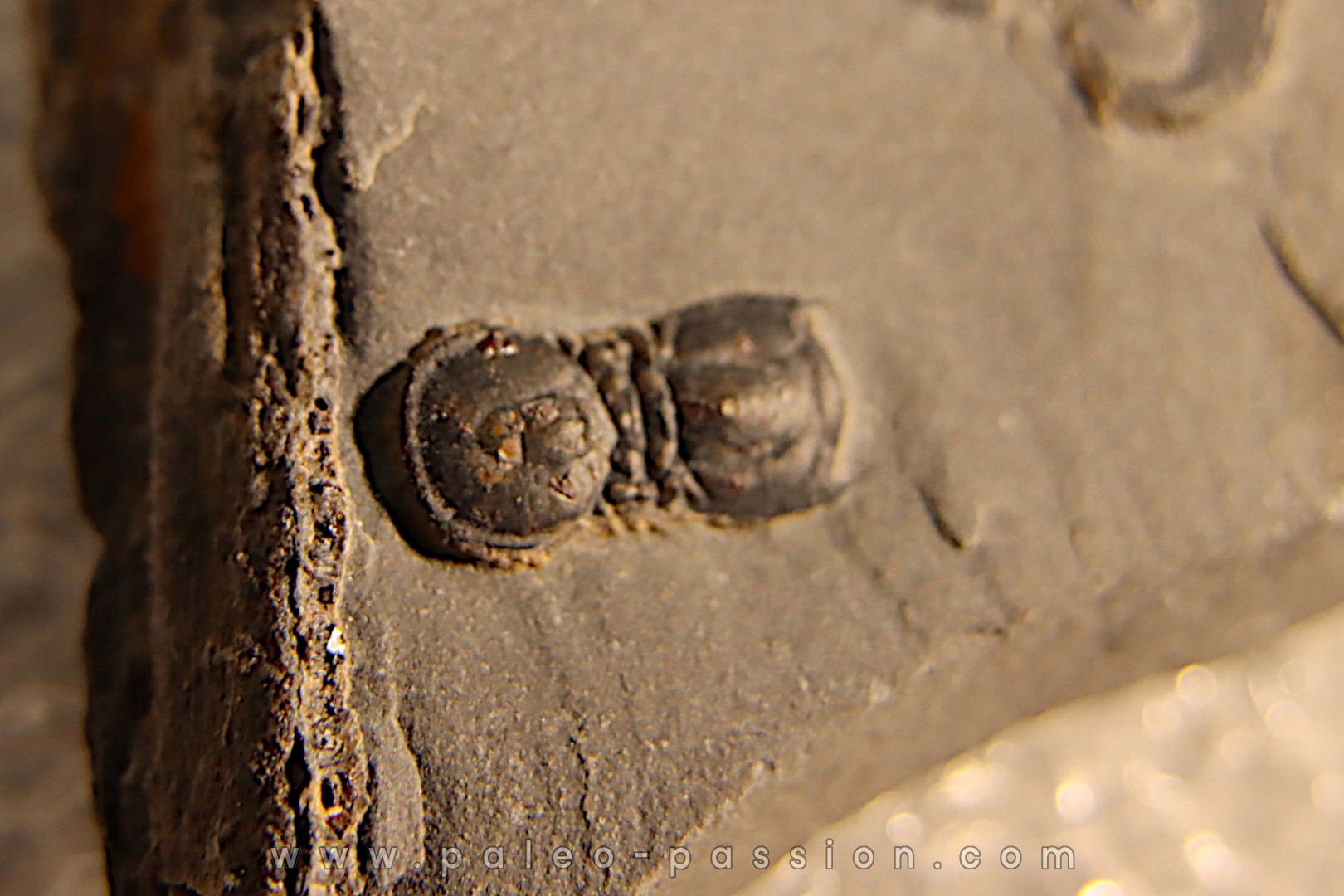 BALTAGNOSTUS EURYPX - Wheeler fmt - Cambrien Moyen - Utah ,USA