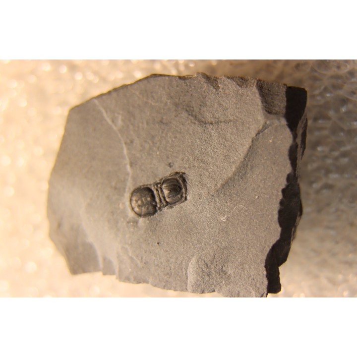 BALTAGNOSTUS EURYPX - Wheeler fmt - Cambrien Moyen  - Utah ,USA