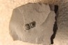 BALTAGNOSTUS EURYPX Wheeler fmt Middle cambrian Millard County ,Utah ,USA