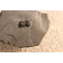 BALTAGNOSTUS EURYPX - Wheeler fmt - Cambrien Moyen  - Utah ,USA