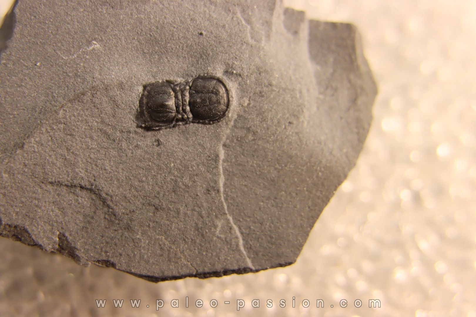BALTAGNOSTUS EURYPX - Wheeler fmt - Cambrien Moyen - Utah ,USA
