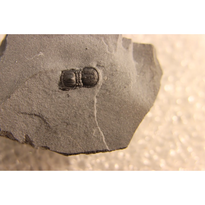 BALTAGNOSTUS EURYPX   Wheeler fmt   Middle cambrian    Millard County ,Utah ,USA
