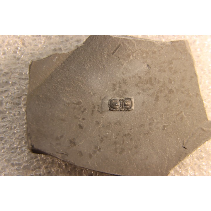 BALTAGNOSTUS EURYPX   Wheeler fmt   Middle cambrian    Millard County ,Utah ,USA