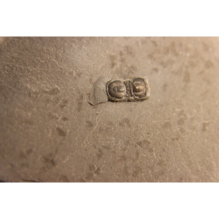 BALTAGNOSTUS EURYPX - Wheeler fmt - Cambrien Moyen  - Utah ,USA