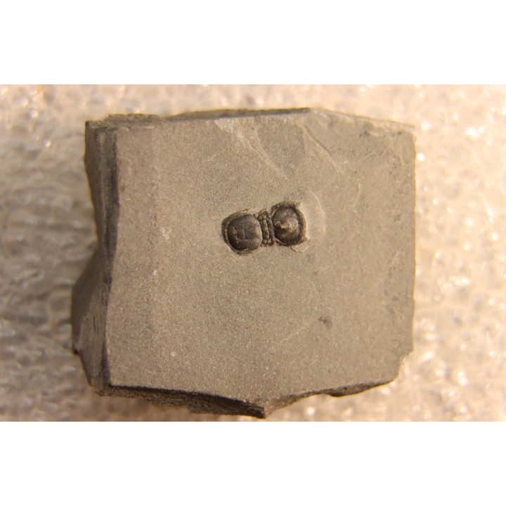 BALTAGNOSTUS EURYPX   Wheeler fmt   Middle cambrian    Millard County ,Utah ,USA