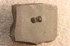 BALTAGNOSTUS EURYPX - Wheeler fmt - Cambrien Moyen - Utah ,USA
