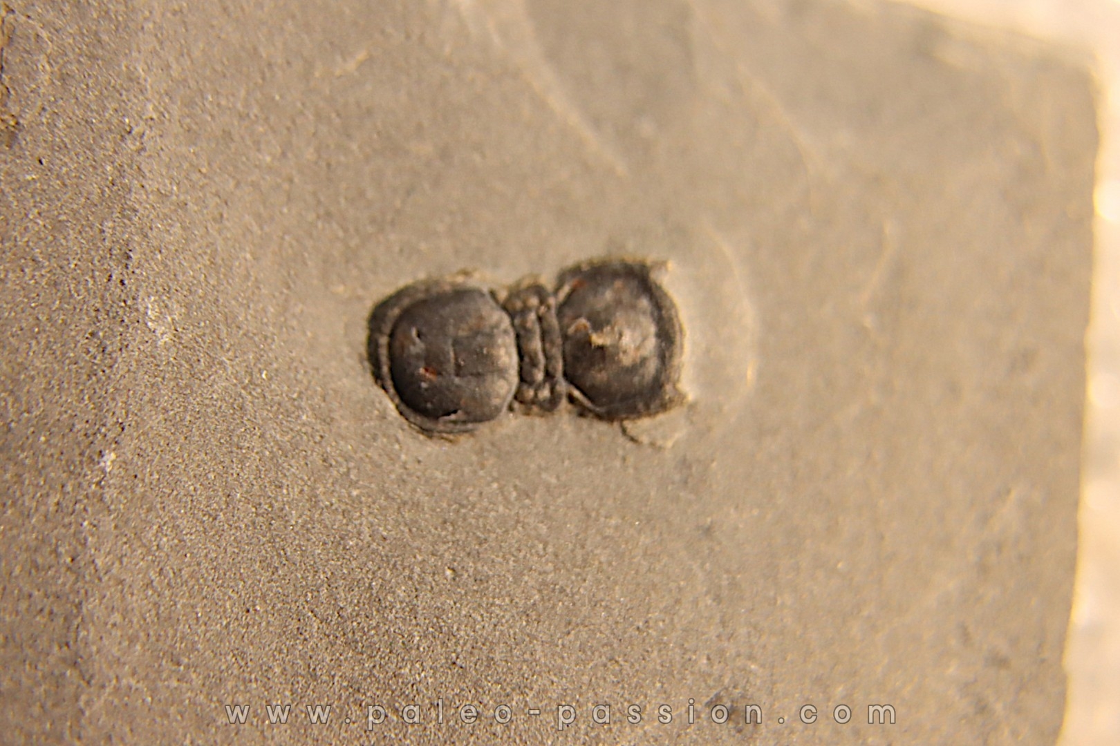 BALTAGNOSTUS EURYPX - Wheeler fmt - Cambrien Moyen - Utah ,USA
