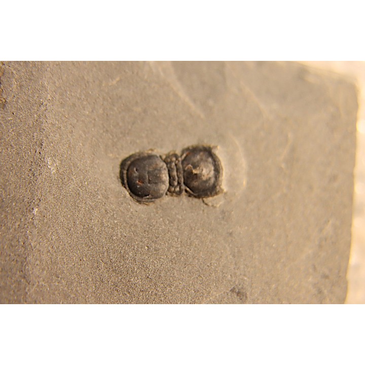 BALTAGNOSTUS EURYPX - Wheeler fmt - Cambrien Moyen  - Utah ,USA
