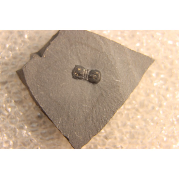 BALTAGNOSTUS EURYPX   Wheeler fmt   Middle cambrian    Millard County ,Utah ,USA