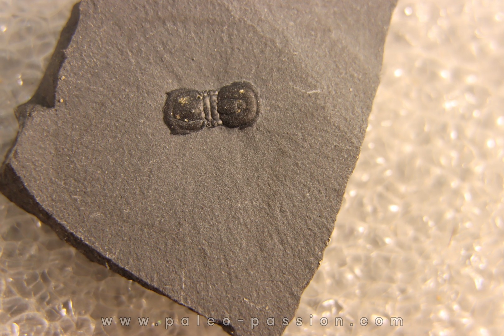 BALTAGNOSTUS EURYPX Wheeler fmt Middle cambrian Millard County ,Utah ,USA