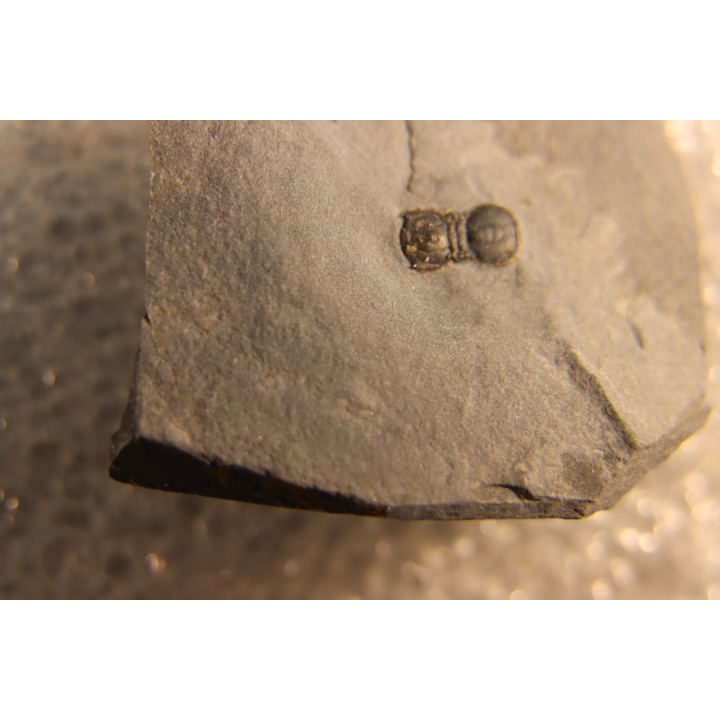 BALTAGNOSTUS EURYPX   Wheeler fmt   Middle cambrian    Millard County ,Utah ,USA
