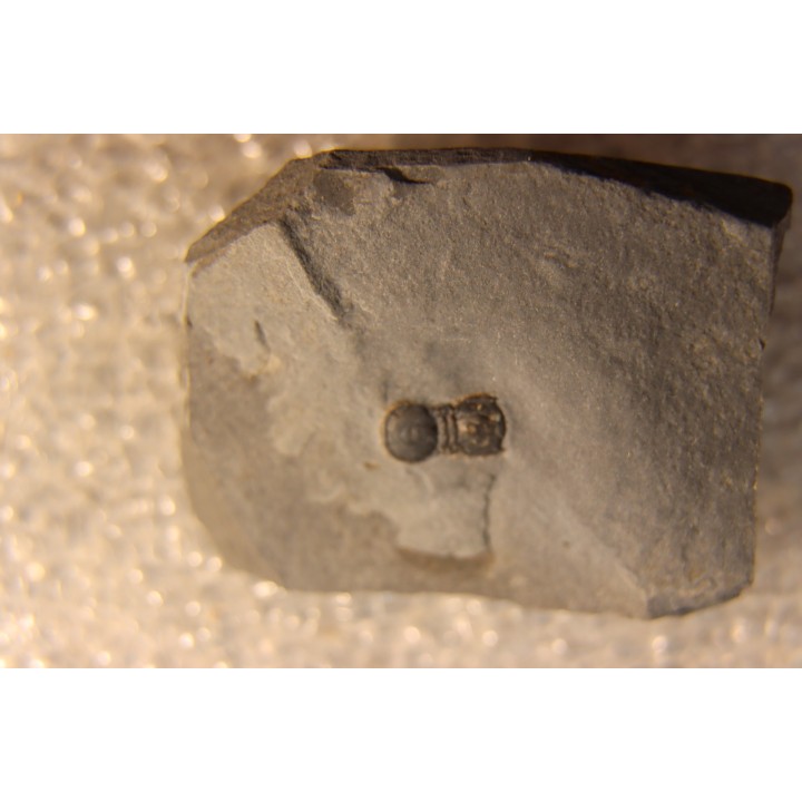 BALTAGNOSTUS EURYPX   Wheeler fmt   Middle cambrian    Millard County ,Utah ,USA