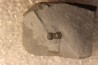 BALTAGNOSTUS EURYPX - Wheeler fmt - Cambrien Moyen - Utah ,USA