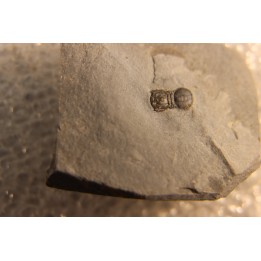 BALTAGNOSTUS EURYPX - Wheeler fmt - Cambrien Moyen  - Utah ,USA