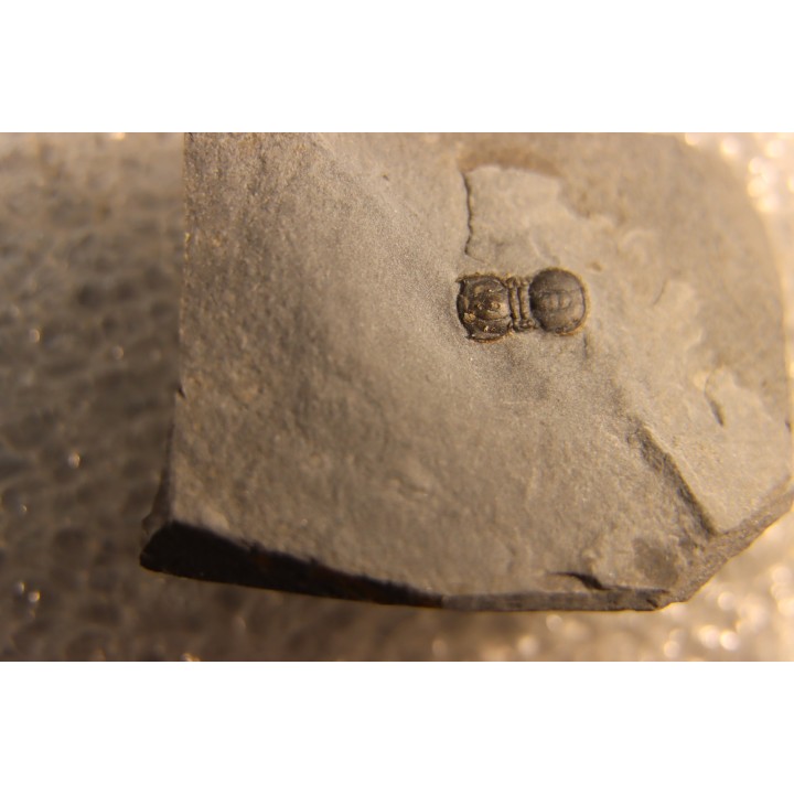 BALTAGNOSTUS EURYPX   Wheeler fmt   Middle cambrian    Millard County ,Utah ,USA