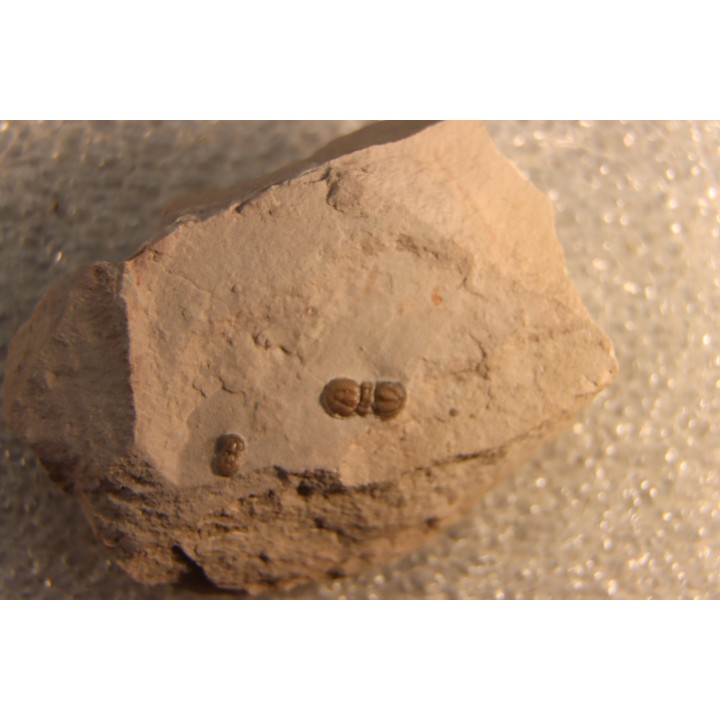 PERONOPSIS INTERSTRICTA - Wheeler fmt - Cambrien Moyen  - Utah ,USA