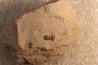 PERONOPSIS INTERSTRICTA - Wheeler fmt - Middle cambrian - Millard County ,Utah, USA