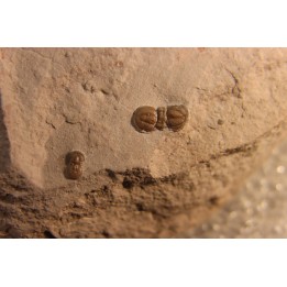 PERONOPSIS INTERSTRICTA - Wheeler fmt - Middle cambrian - Millard County ,Utah, USA