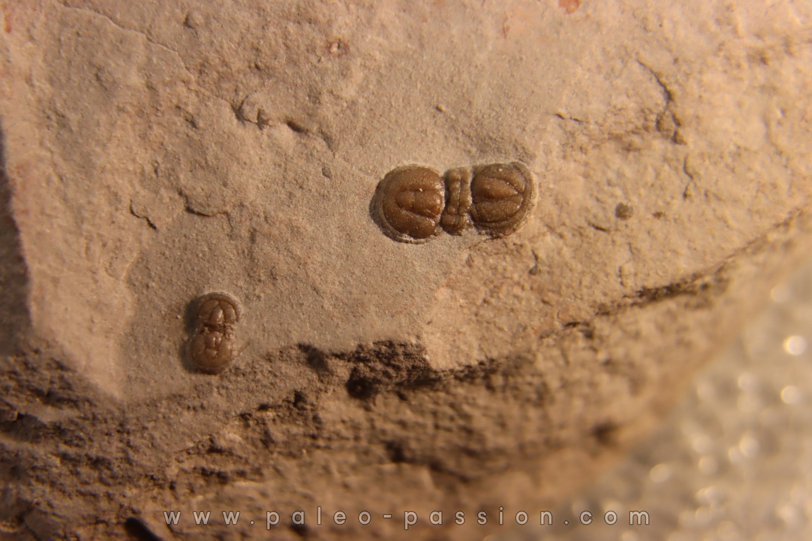 PERONOPSIS INTERSTRICTA - Wheeler fmt - Cambrien Moyen - Utah ,USA