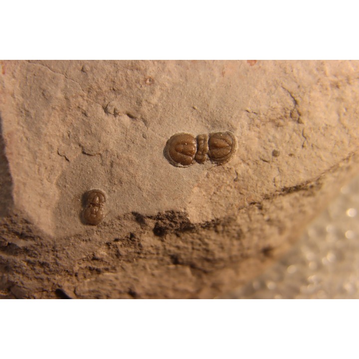 PERONOPSIS INTERSTRICTA - Wheeler fmt - Middle cambrian - Millard County ,Utah, USA