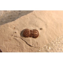 PERONOPSIS INTERSTRICTA - Wheeler fmt - Cambrien Moyen  - Utah ,USA