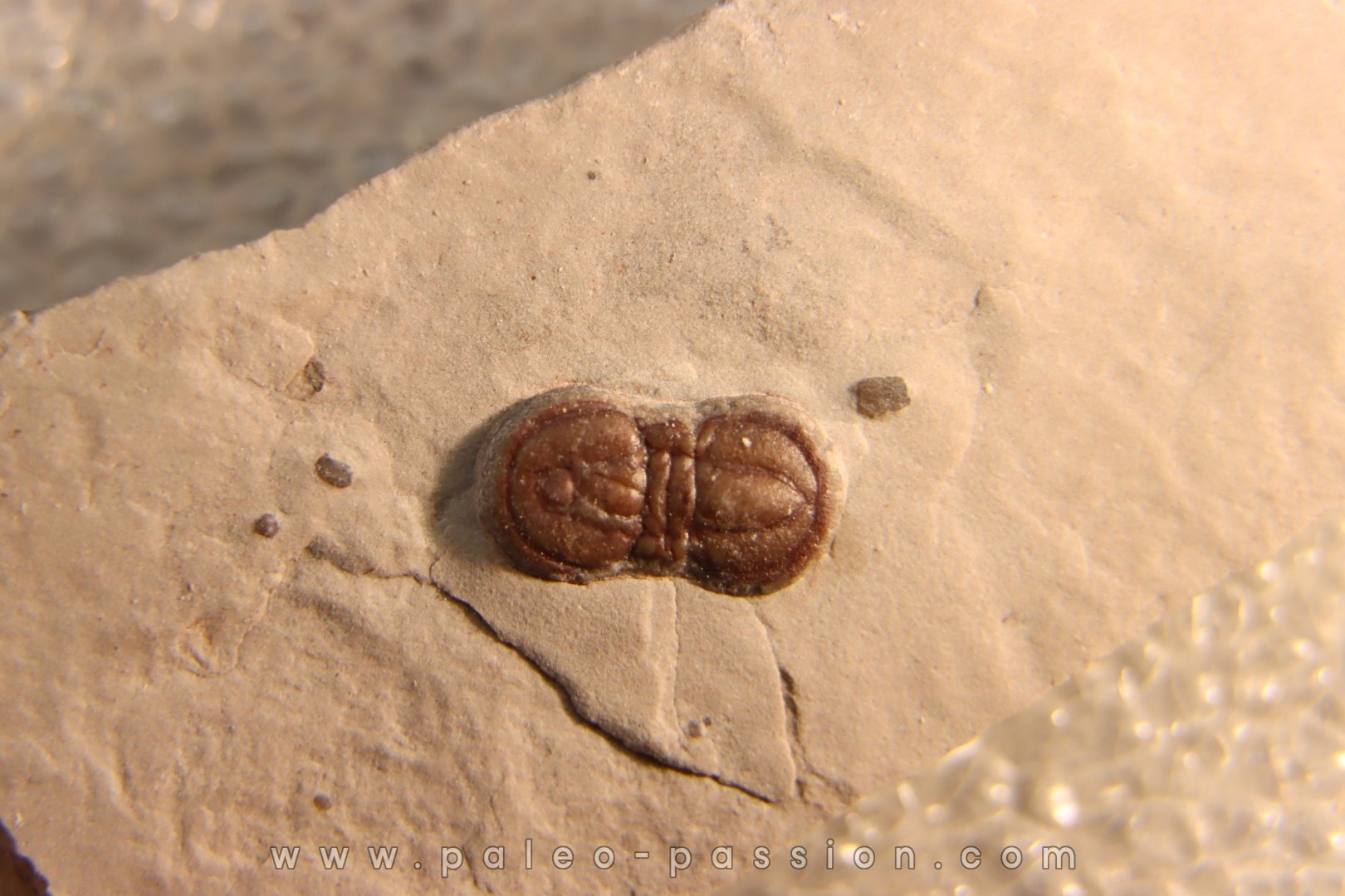 PERONOPSIS INTERSTRICTA - Wheeler fmt - Cambrien Moyen - Utah ,USA