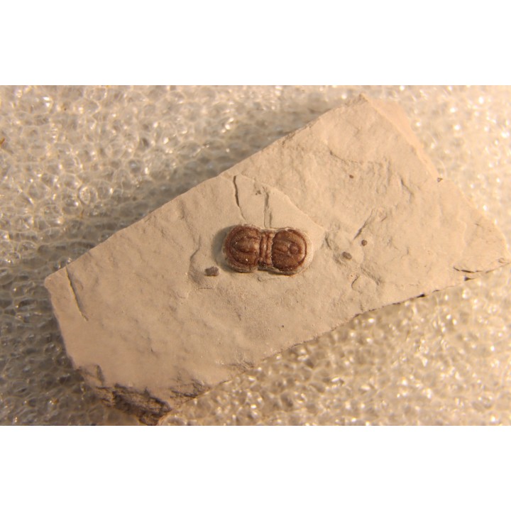 PERONOPSIS INTERSTRICTA - Wheeler fmt - Cambrien Moyen  - Utah ,USA