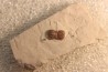 PERONOPSIS INTERSTRICTA - Wheeler fmt - Middle cambrian - Millard County ,Utah, USA