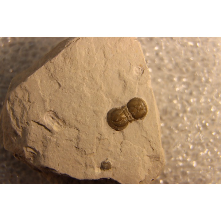 PERONOPSIS INTERSTRICTA - Wheeler fmt - Middle cambrian - Millard County ,Utah, USA