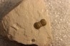 PERONOPSIS INTERSTRICTA - Wheeler fmt - Middle cambrian - Millard County ,Utah, USA