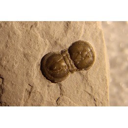 PERONOPSIS INTERSTRICTA - Wheeler fmt - Cambrien Moyen  - Utah ,USA