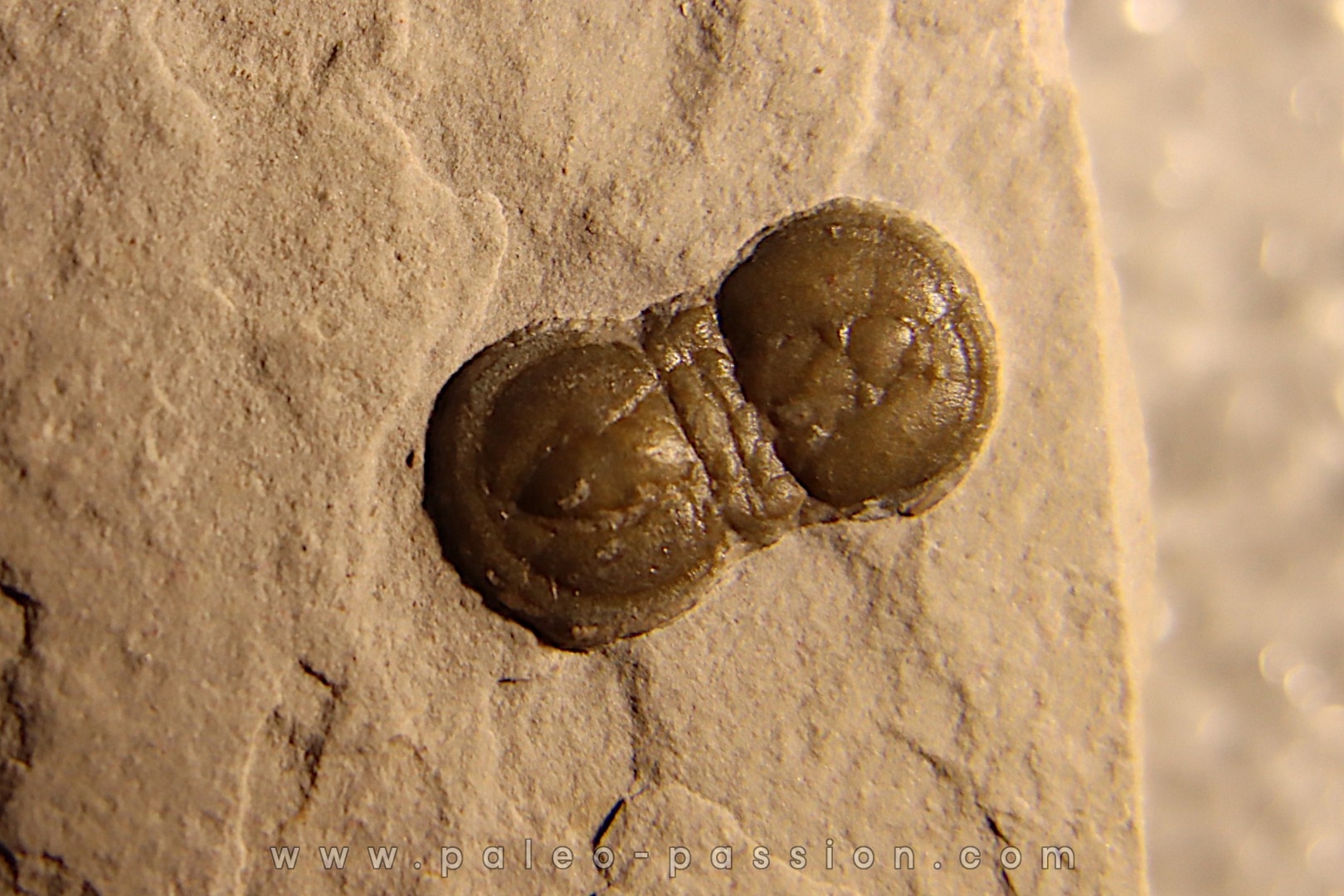 PERONOPSIS INTERSTRICTA - Wheeler fmt - Cambrien Moyen - Utah ,USA