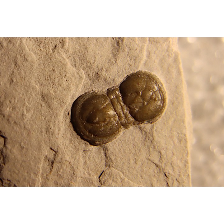 PERONOPSIS INTERSTRICTA - Wheeler fmt - Middle cambrian - Millard County ,Utah, USA