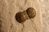 PERONOPSIS INTERSTRICTA - Wheeler fmt - Cambrien Moyen - Utah ,USA