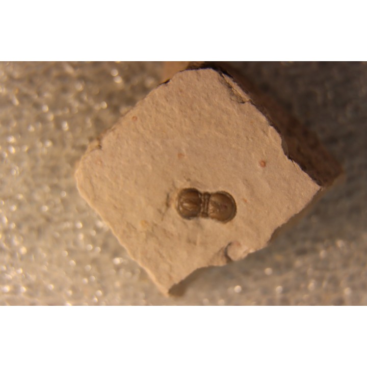 PERONOPSIS INTERSTRICTA - Wheeler fmt - Cambrien Moyen  - Utah ,USA