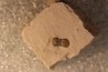 PERONOPSIS INTERSTRICTA - Wheeler fmt - Middle cambrian - Millard County ,Utah, USA