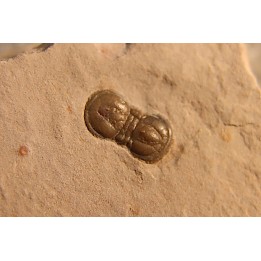 PERONOPSIS INTERSTRICTA - Wheeler fmt - Cambrien Moyen  - Utah ,USA