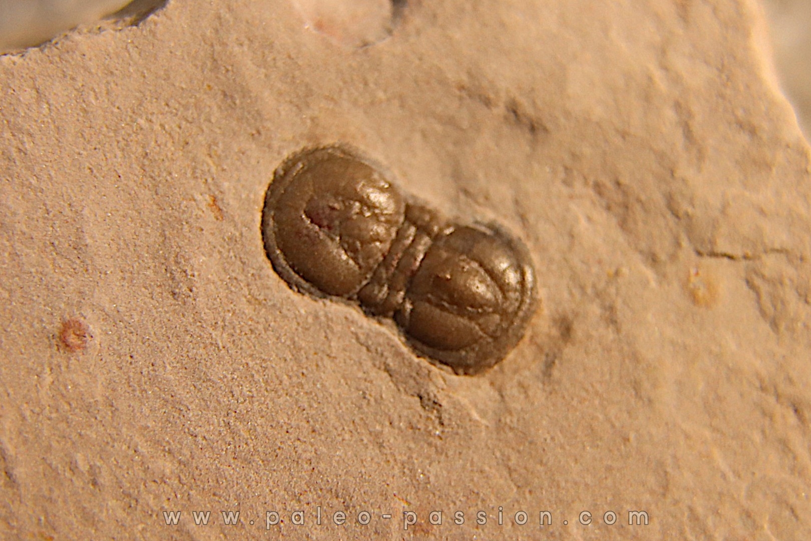 PERONOPSIS INTERSTRICTA - Wheeler fmt - Cambrien Moyen - Utah ,USA