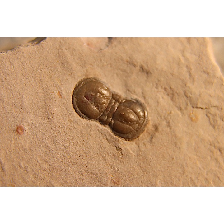 PERONOPSIS INTERSTRICTA - Wheeler fmt - Cambrien Moyen  - Utah ,USA