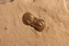 PERONOPSIS INTERSTRICTA - Wheeler fmt - Cambrien Moyen - Utah ,USA