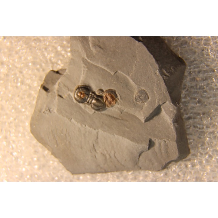 PERONOPSIS INTERSTRICTA - Wheeler fmt - Middle cambrian - Millard County ,Utah, USA