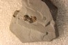 PERONOPSIS INTERSTRICTA - Wheeler fmt - Middle cambrian - Millard County ,Utah, USA