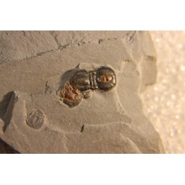 PERONOPSIS INTERSTRICTA - Wheeler fmt - Cambrien Moyen  - Utah ,USA