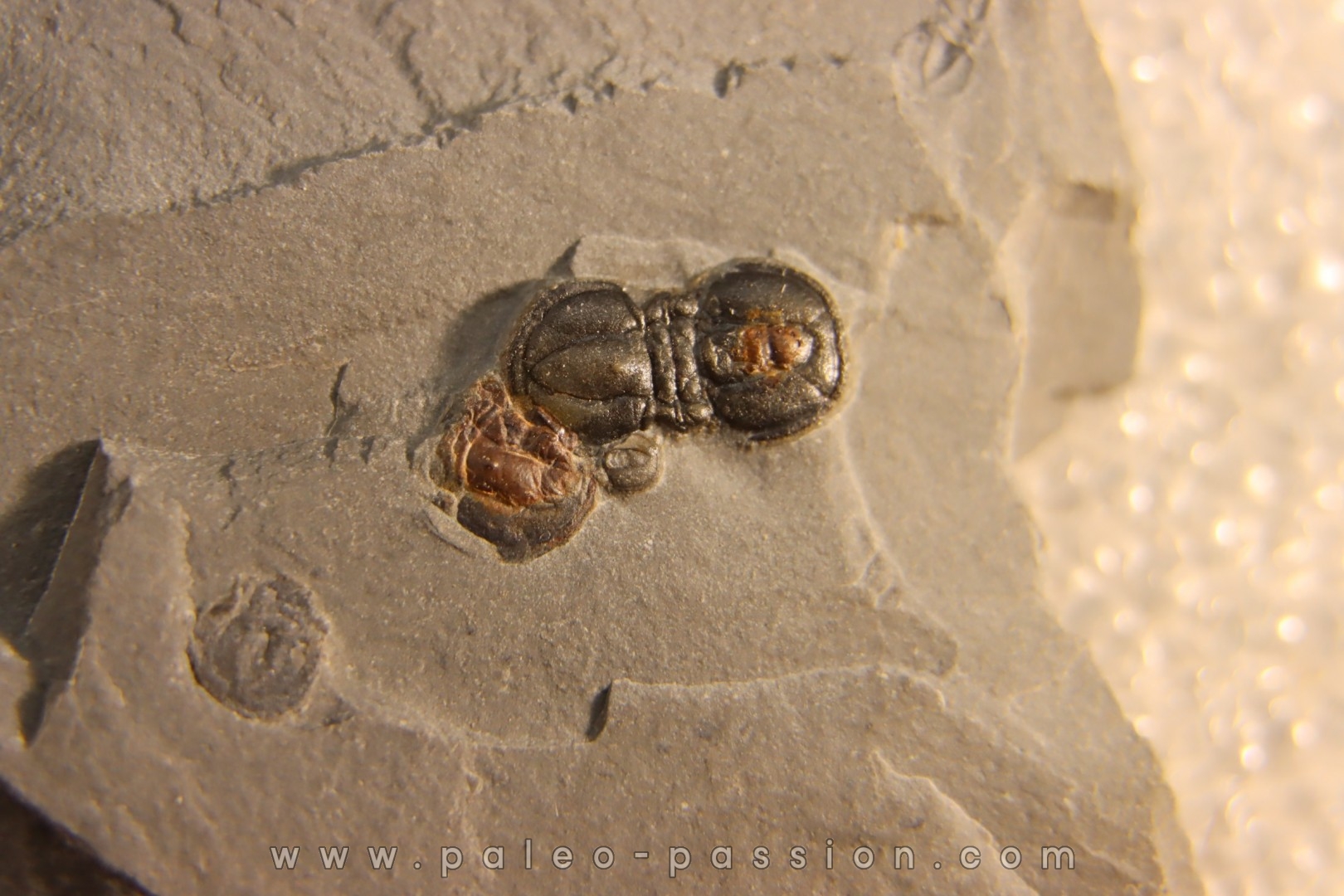 PERONOPSIS INTERSTRICTA - Wheeler fmt - Cambrien Moyen - Utah ,USA