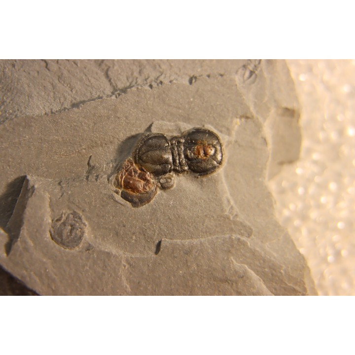 PERONOPSIS INTERSTRICTA - Wheeler fmt - Middle cambrian - Millard County ,Utah, USA